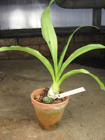 Catasetum (schmidtianum x Orchidglade)