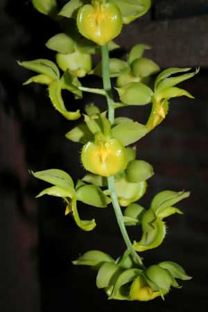 Catasetum spitzii