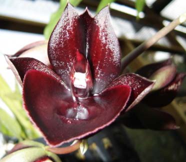 Catasetum (('Suzan Fuchs' x 'Joao Stivalli') x (Orchidglade))