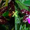 Cattleya  aclandiae tipo 'Oxente' x tipo 'Mulatinha'