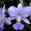 Cattleya walkeriana 'Edward' x nobilior coerulea 'Pledge'