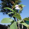 Cattleya aclandiae albina maculata