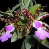 Cattleya aclandiae (extra size)