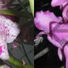 Cattleya amethystoglossa 'FPA-E' x Cattleya amethystoglossa rubra