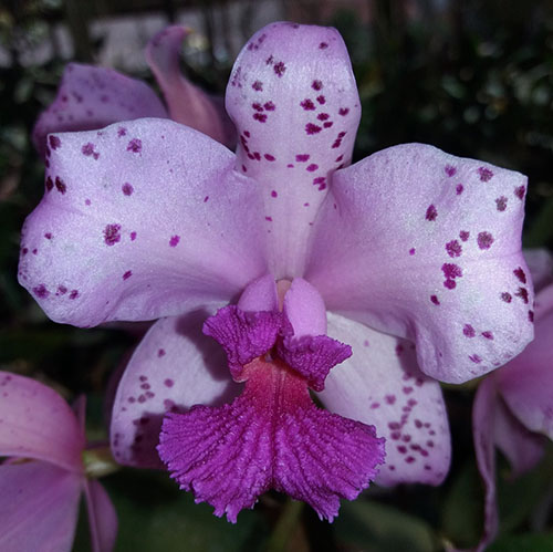 Cattleya amethystoglossa 'Labelao' x 'Orchidglade'