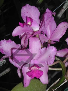 Cattleya amethystoglossa rubra 'Cardeal' x SEL