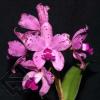 Cattleya amethystoglossa rubra 'Orchidglade'