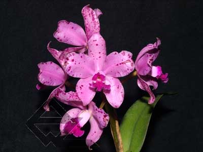 Cattleya amethystoglossa rubra 'Orchidglade'