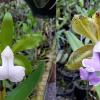 Cattleya bicolor alba x coerulea