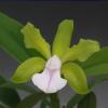 Cattleya bicolor albescens 'Armageddon'