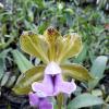 Cattleya bicolor coerulea 'Queiroz' x self