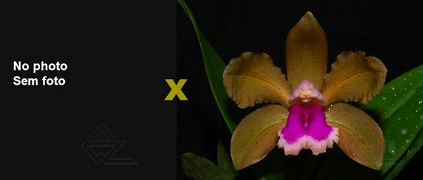 Cattleya bicolor 'DAR' x bicolor 'J. R. G. Brisola'