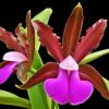 Cattleya bicolor 'Nei' x 'Colibri Bronze'