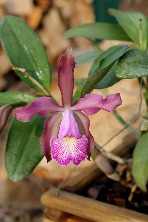 Cattleya dolosa alba x schilleriana