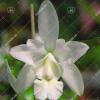 Cattleya dolosa var alba