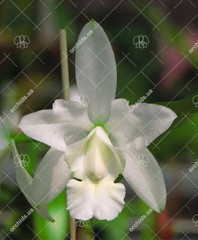 Cattleya dolosa var alba