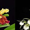 Cattleya dowiana aurea x Brassavola nodosa