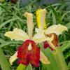 Cattleya dowiana
