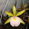 Cattleya forbesii x Brassavola tuberculata
