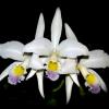 Cattleya gaskelliana coerulescens 'Mimi' SELF