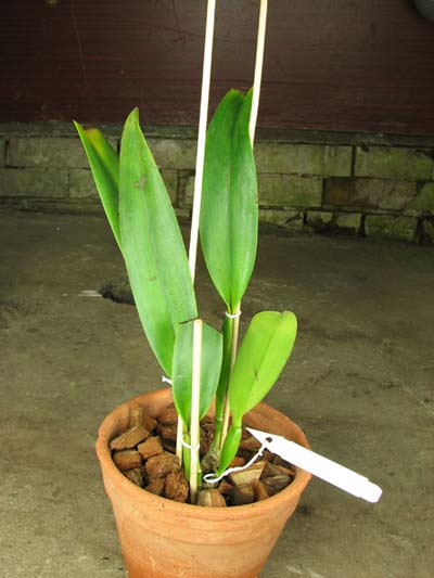 Cattleya gigas