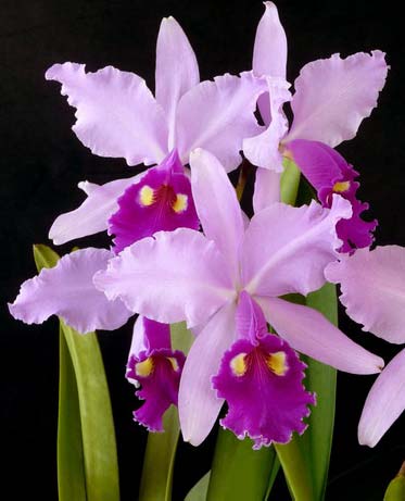 Cattleya gigas