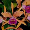 Cattleya GottIana (Cattleya warneri x Laelia tenebrosa)