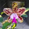 Cattleya Green Emerald 'Orchid Queen' (Cattleya Elizabeth Mahon x Cattleya Thospol Spot)