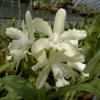 Cattleya guttata albina 'Cetro de Rubis' SELF