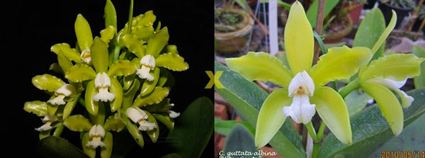 Cattleya guttata albina 'Interlagos' x guttata albina 'Vitor Couto'