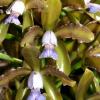 Cattleya guttata coerulea sem pintas 'Monte Verde'