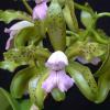 Cattleya guttata coerulea x self