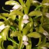 Cattleya guttata creme (sem pintas) 'Edelweiss' x SELF