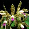 Cattleya guttata ('green' x 'green')