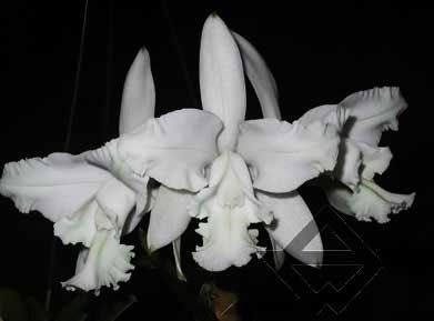 Cattleya intermedia alba 'Plana' x Cattleya intermedia alba pelorica 'AWZ'