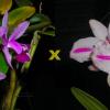 Cattleya intermedia orlata '061-Quadrado' x intermedia flamea 'Sander'