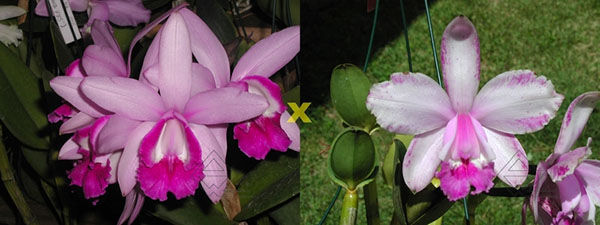 Cattleya intermedia orlatao 'AWZ' x intermedia 'Quantum'