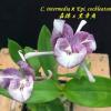 Cattleya intermedia x Epidendrum cochleatum