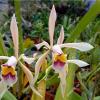 Cattleya iricolor