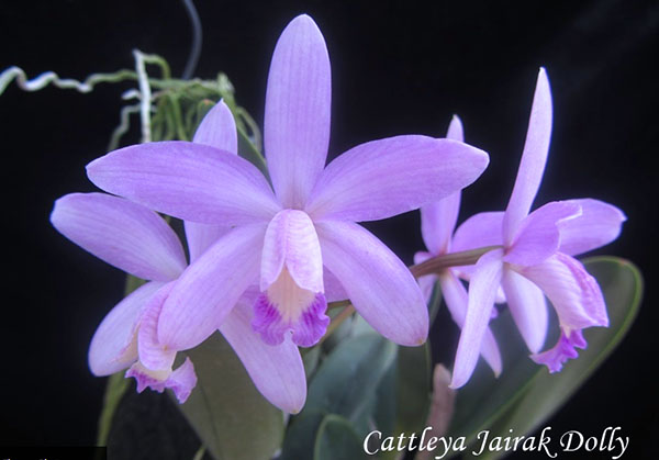 Cattleya Jairak Dolly