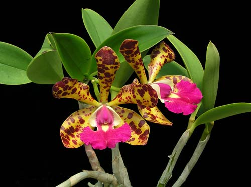 Cattleya Jungle Eyes 'ORCHIS'