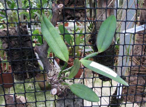 Cattleya kerrii 'Itapebí' x Cattleya kerrii 'Bahia'