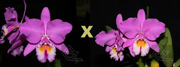 Cattleya labiata (cara branca) 'Edelweiss' x labiata (cara branca) 'Cabelinho'