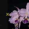 Cattleya labiata coerulea 'Filha de Junior' x coerulea 'Filha de Panelas'