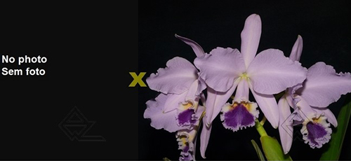 Cattleya labiata coerulea 'Filha de Junior' x coerulea 'Filha de Panelas'