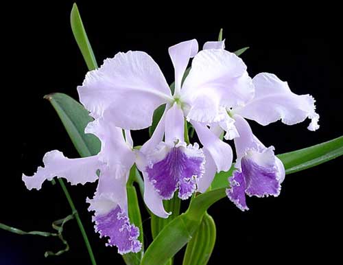 Cattleya labiata coerulea 'Titi' (Z-185) x Cattleya labiata coerulea 'Blue Sky' (Z-185)