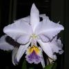 Cattleya labiata coerulea violeta 'Lourival' x Cattleya labiata coerulea 'Vera Micelli'