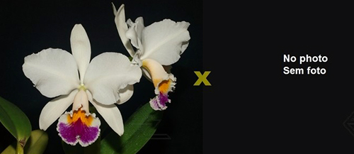 Cattleya labiata semi-alba 'Arlequim' x 'Branca de Neve'