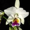 Cattleya labiata semi alba 'Perfection' (Z-12) x SELF