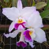 Cattleya labiata semi-alba pincelada 'TH#40'